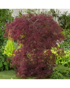 Acer palmatum 'Inaba-shidare'