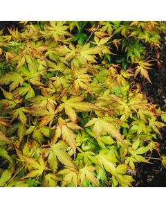 Acer palmatum 'Katsura'