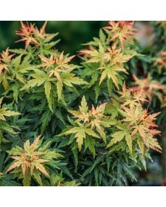 Acer palmatum 'Kotohime'