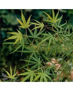 Acer palmatum 'Linearilobum'