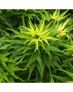 Acer palmatum 'Mikawa-yatsubusa'