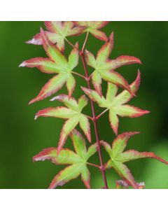 Acer palmatum 'Murasaki-kiyohime'