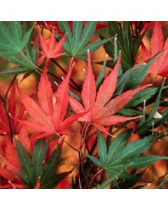 Acer palmatum 'Nicholsonii'