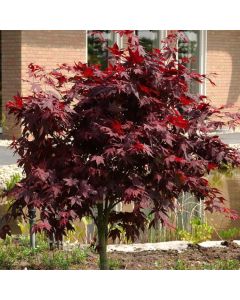 Acer palmatum 'O-kagami'