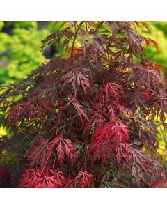 Acer palmatum 'Orangeola'