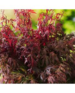 Acer palmatum 'Oregon Sunset'