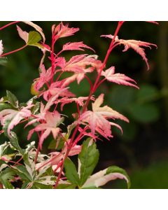 Acer palmatum 'Oridono-nishiki'