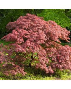 Acer palmatum 'Ornatum'