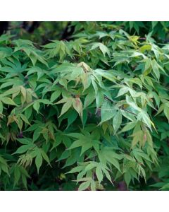 Acer palmatum 'Osakazuki'