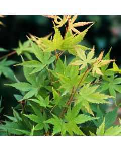 Acer palmatum 'Sangokaku'