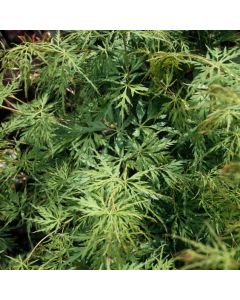 Acer palmatum 'Seiryu'