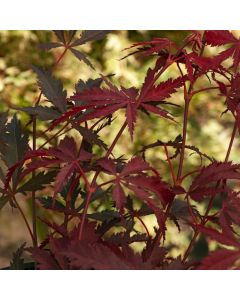 Acer palmatum 'Sherwood Flame'