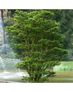 Acer palmatum 'Shishigashira'