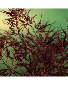 Acer palmatum 'Stella Rossa'