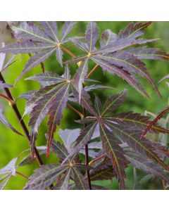 Acer palmatum 'Sumi-nagashi'