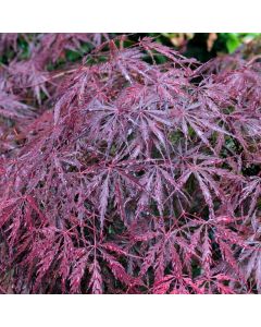 Acer palmatum 'Tamukeyama'
