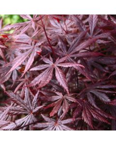 Acer palmatum 'Trompenburg'