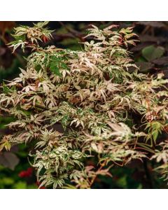 Acer palmatum 'Ukigumo'