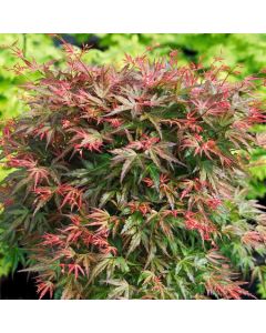 Acer palmatum 'Wilson's Pink Dwarf'