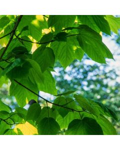 Acer pensylvanicum
