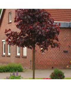 Acer platanoides