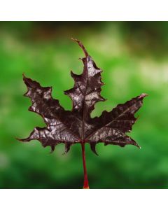 Acer platanoides 'Crimson Sentry'