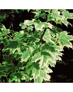 Acer platanoides 'Drummondii'