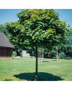 Acer platanoides 'Globosum'