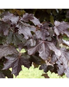 Acer platanoides 'Royal Red'