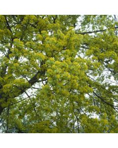 Acer pseudoplatanus
