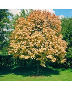 Acer pseudoplatanus 'Brilliantissimum'