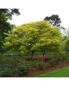 Acer pseudoplatanus 'Prinz Handjery'