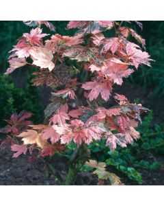 Acer pseudoplatanus 'Simon-Louis Frères'