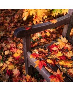 Acer rubrum