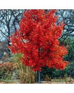 Acer rubrum 'October Glory'