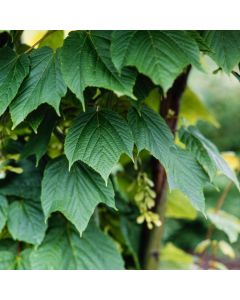 Acer rufinerve