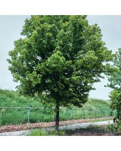 Acer saccharinum 'Pyramidale'