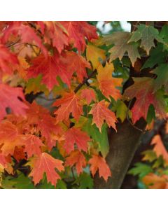 Acer saccharum