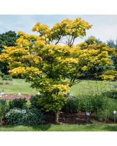 Acer shirasawanum 'Aureum'