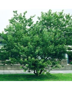 Acer tataricum ginnala