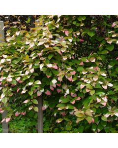 Actinidia kolomikta