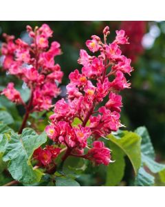 Aesculus carnea 'Briotii'