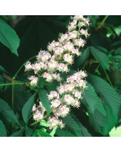 Aesculus hippocastanum