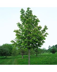 Aesculus hippocastanum 'Baumannii'