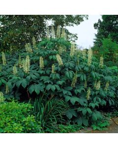 Aesculus parviflora