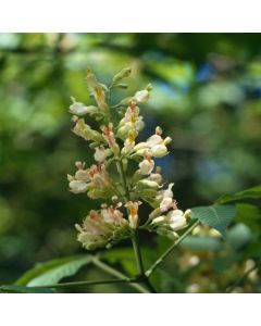 Aesculus pavia