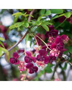 Akebia quinata