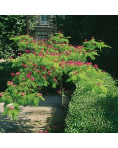 Albizia julibrissin