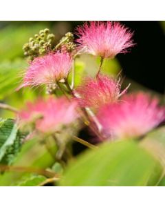 Albizia julibrissin Ombrella