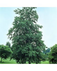 Alnus cordata